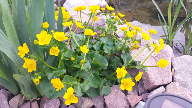 Kaczeniec w pełni lwitnienia