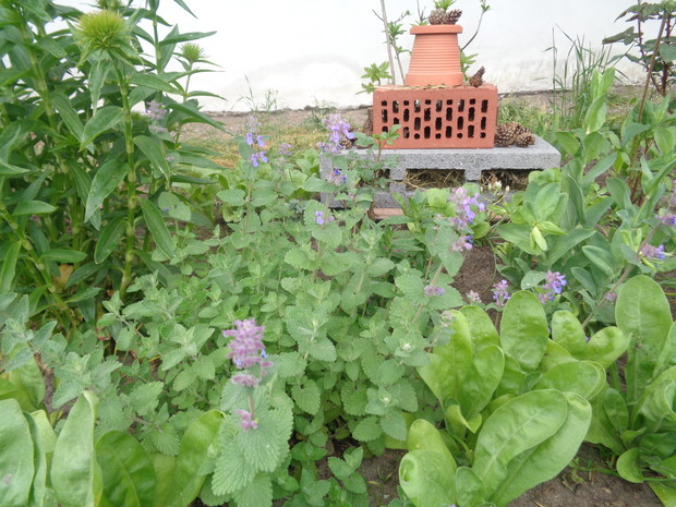 Kocimiętka to wabik na owady.
