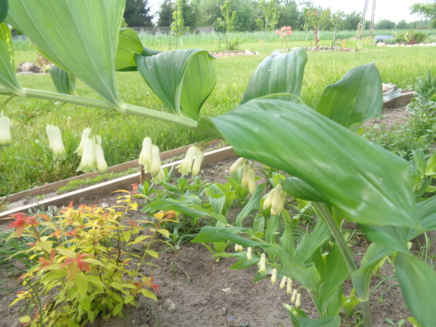 Kokoryczka wielokwiatowa.