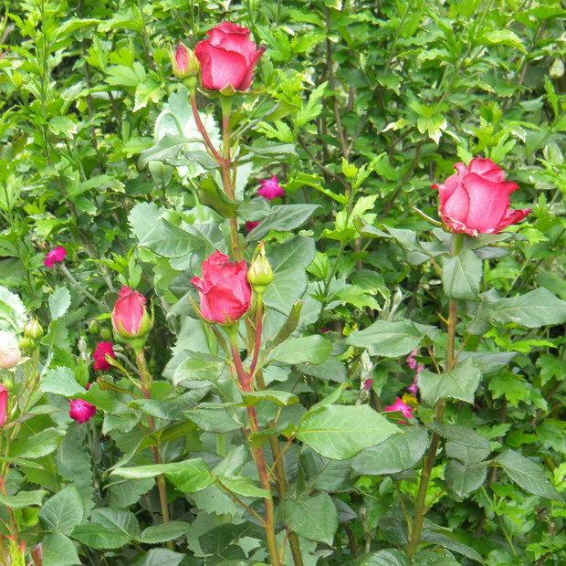 Kolejna królowa na rabacie. Za nią nie kwitnący jeszcze niebieski hibiskus.