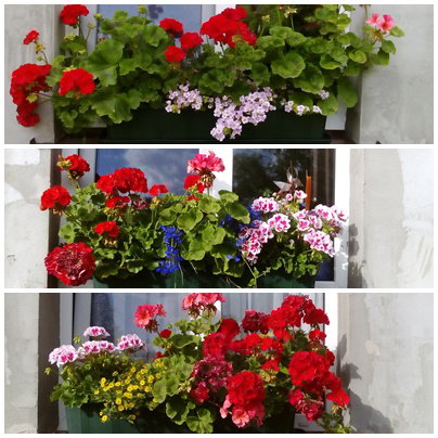 Kompozycje stworzone przez mamę na oknach.