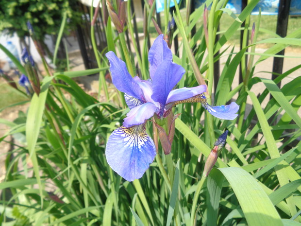 Kosaciec syberyjski.