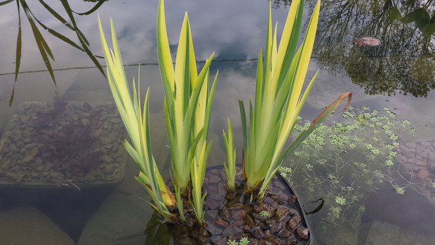 Kosaciec żółty "variegata"