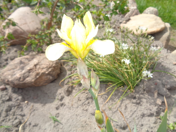 Kosiaciec bródkowy.