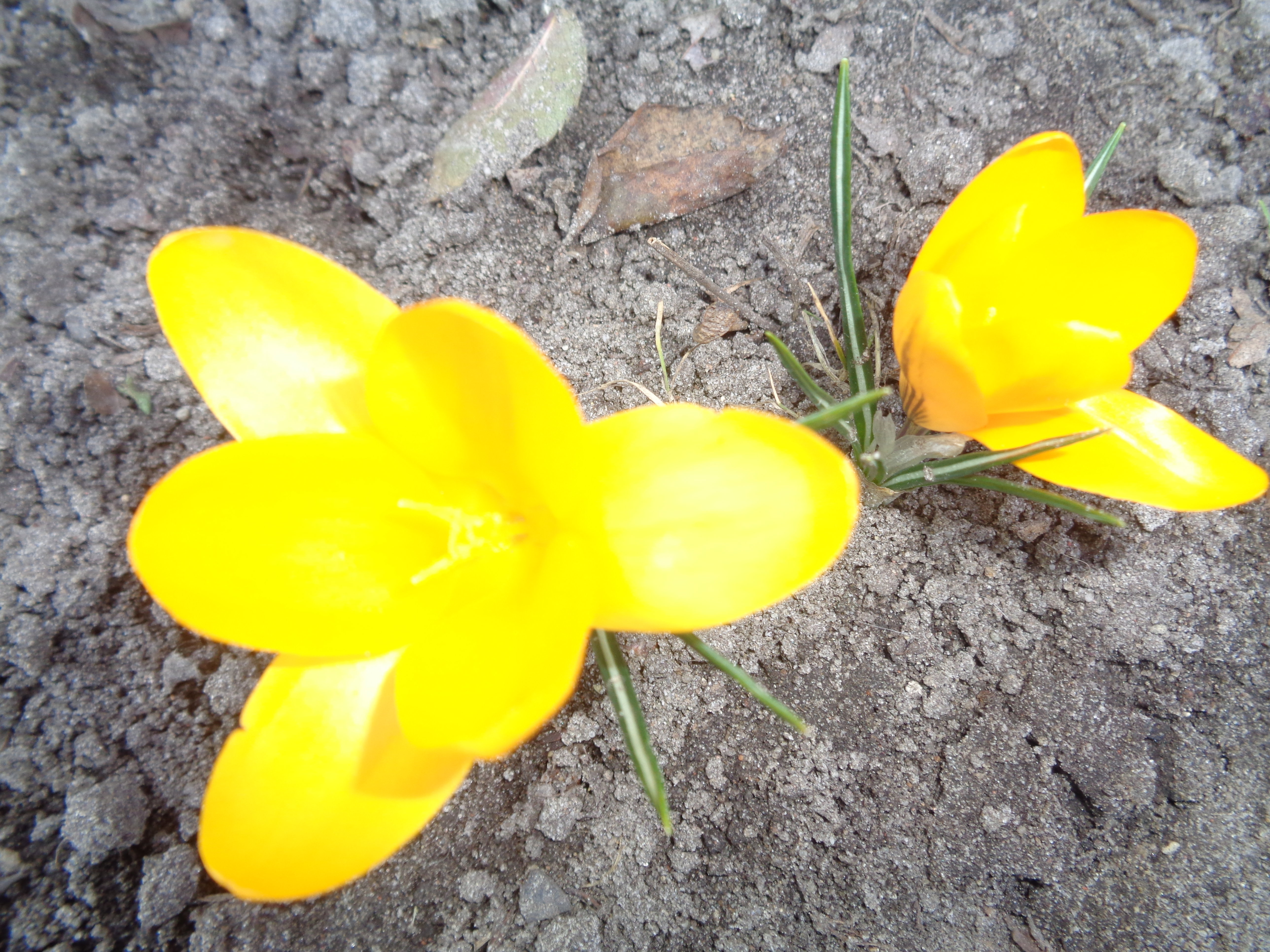 Krokusy w ciepłych barwach.