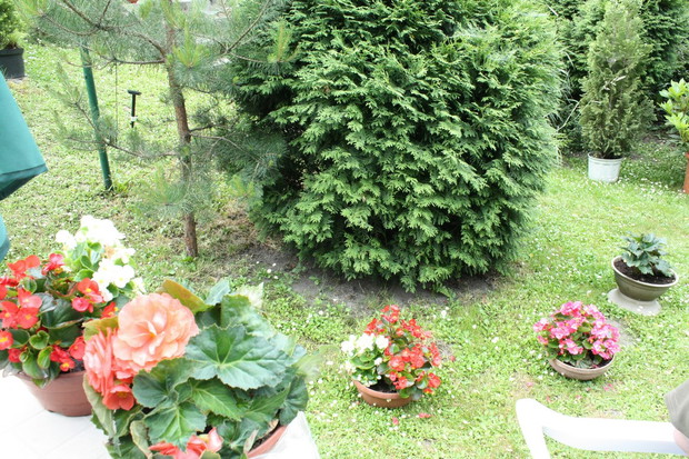 Królestwo begonii :)