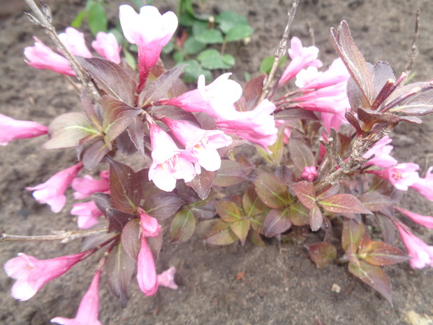 Krzewuszka o biało różowych kwiatach.