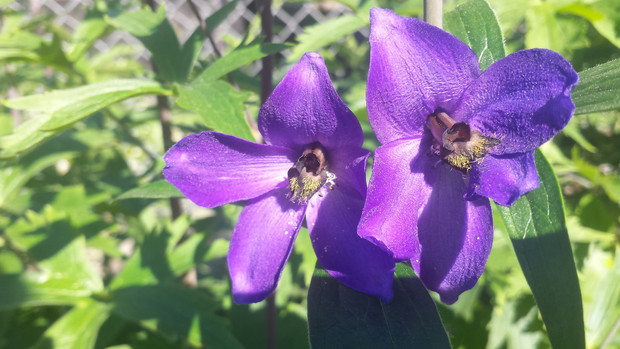 Kwiaty fioletowej ostróżki