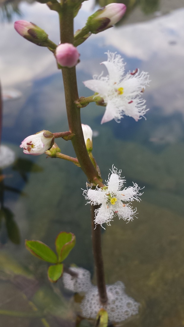 Kwitnący bobrek trójlistny 