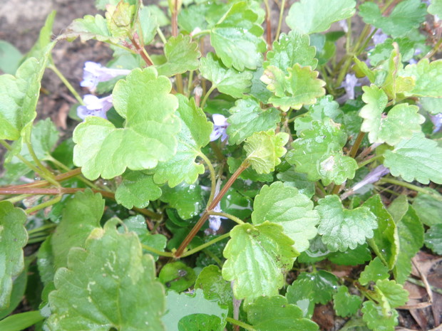 Leczniczy bluszczyk kurdubanek.