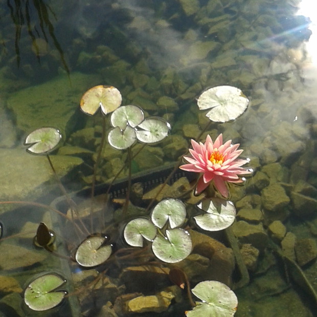 Lilia wodna "colorado"