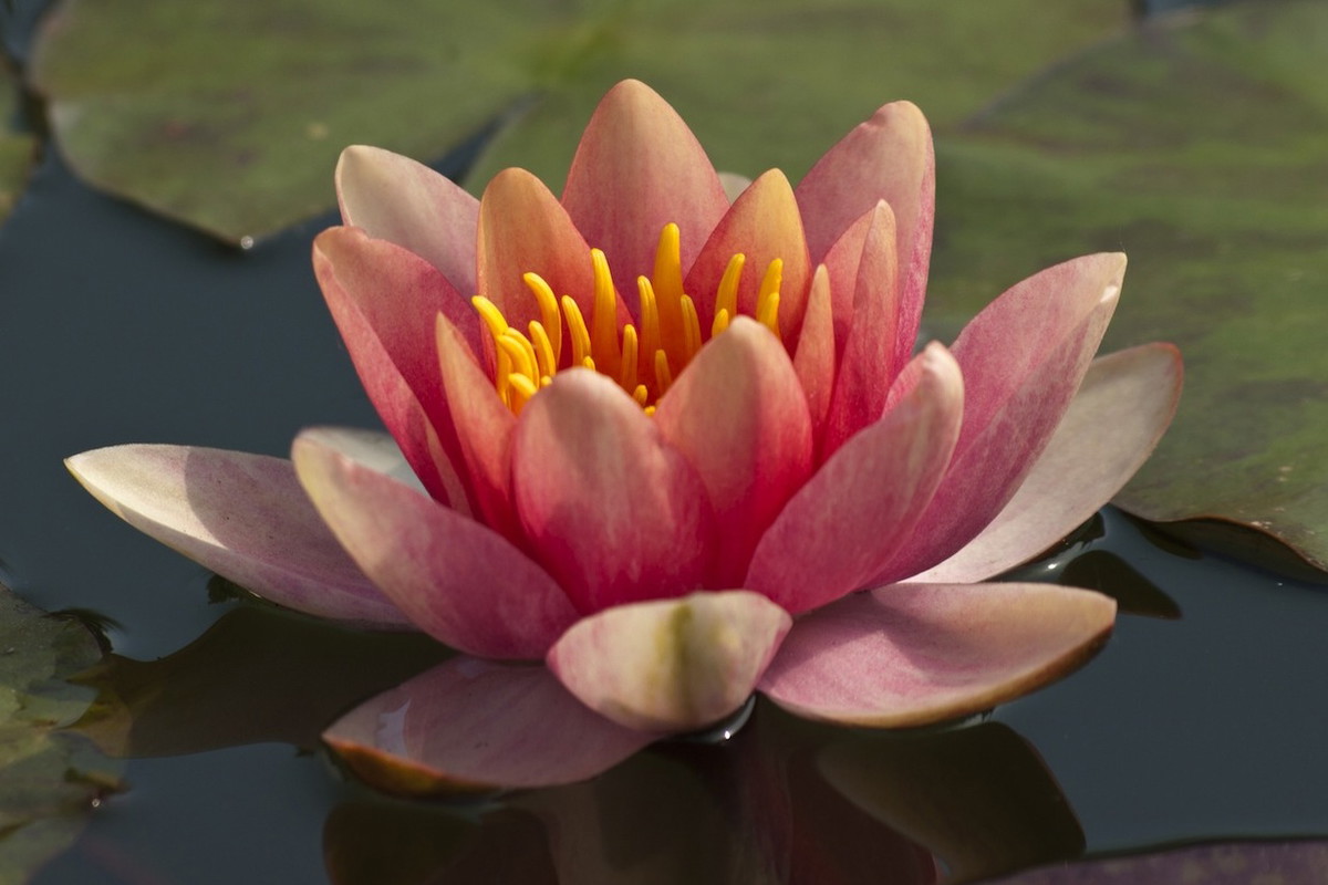 Lilie wodne często goszczą w oczkach wodnych oraz na brzegach stawów (Fot. Fotolia.com)