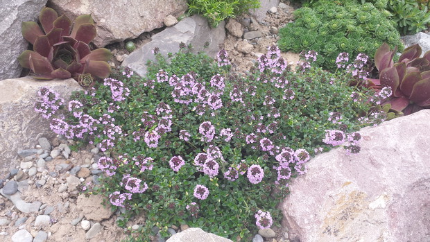 Macierzanka cytrynowa