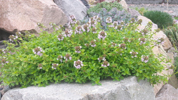 Macierzanka piaskowa