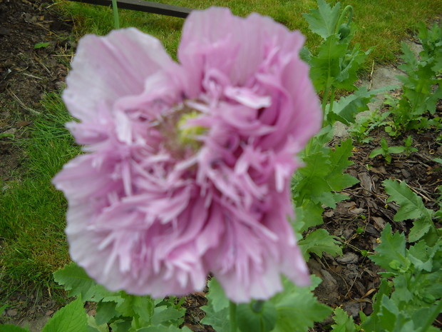 Mak różowy pełny.