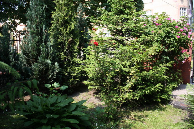 Mała, czerwona różyczka rośnie tuż obok pachnącej