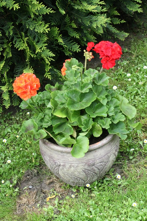 Mam nową odmianę pelargonii :) Oczywiście tak mi się posadziło :)