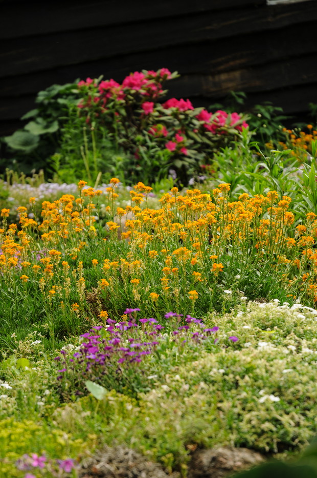 mini skalniak i rododendron 