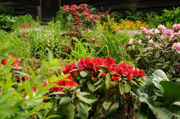 mini skalniak i rododendrony