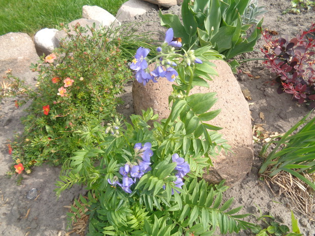 Miododajny wielosił błękitny.