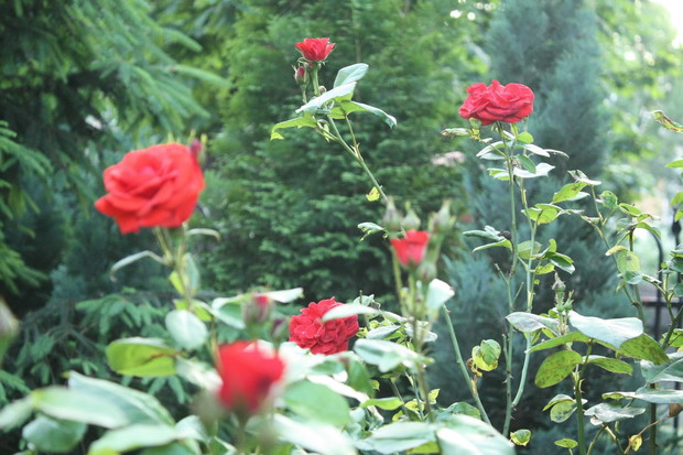 Młoda róża rosnąca obok tej pachnącej, fioletowej