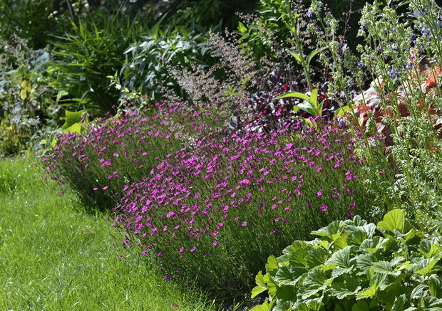 Moje ulubione goździki.