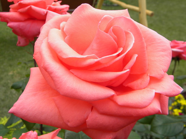 Niezawodna róża Westerland.