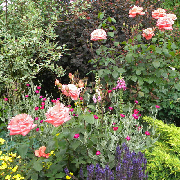 Obie księżniczki w towarzystwie szałwi, jałowca płożącego, derenia białego i pęcherznicy Diablo.