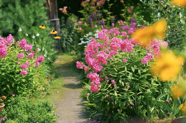 Odpowiednio zestawione rośliny w rabacie o różnych warunkach to gwarant lepszego ich rozwoju  (zdj.: Fotolia.com)