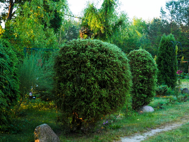 ogród o wchodzie słońca 