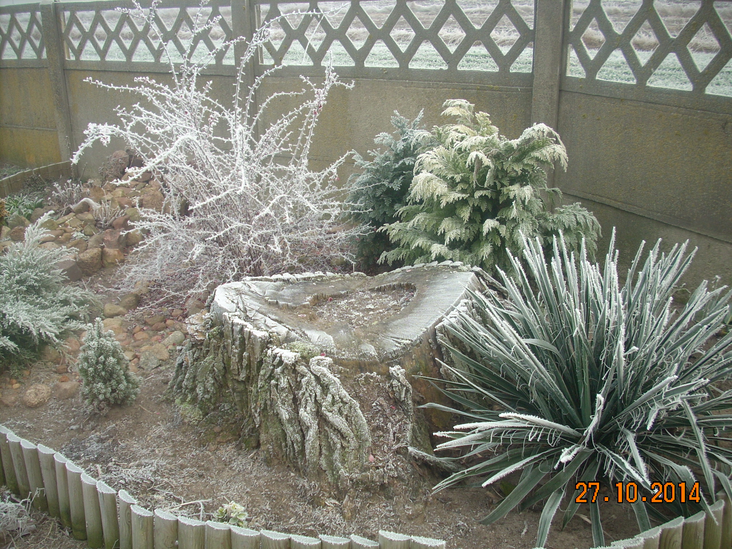 Oszronione byliny wyglądają cudnie.