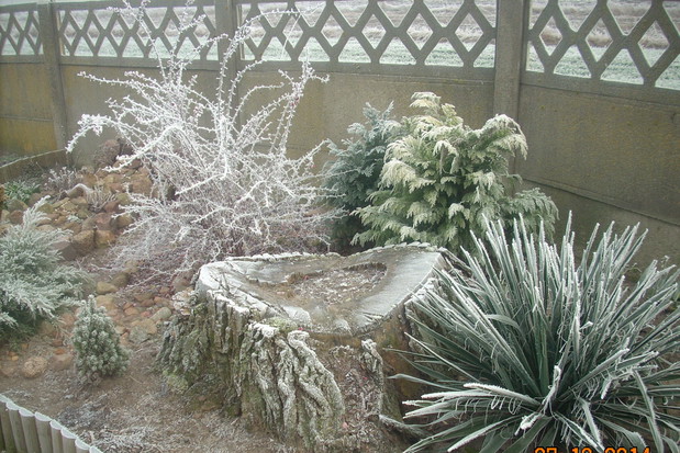 Oszronione byliny wyglądają cudnie.