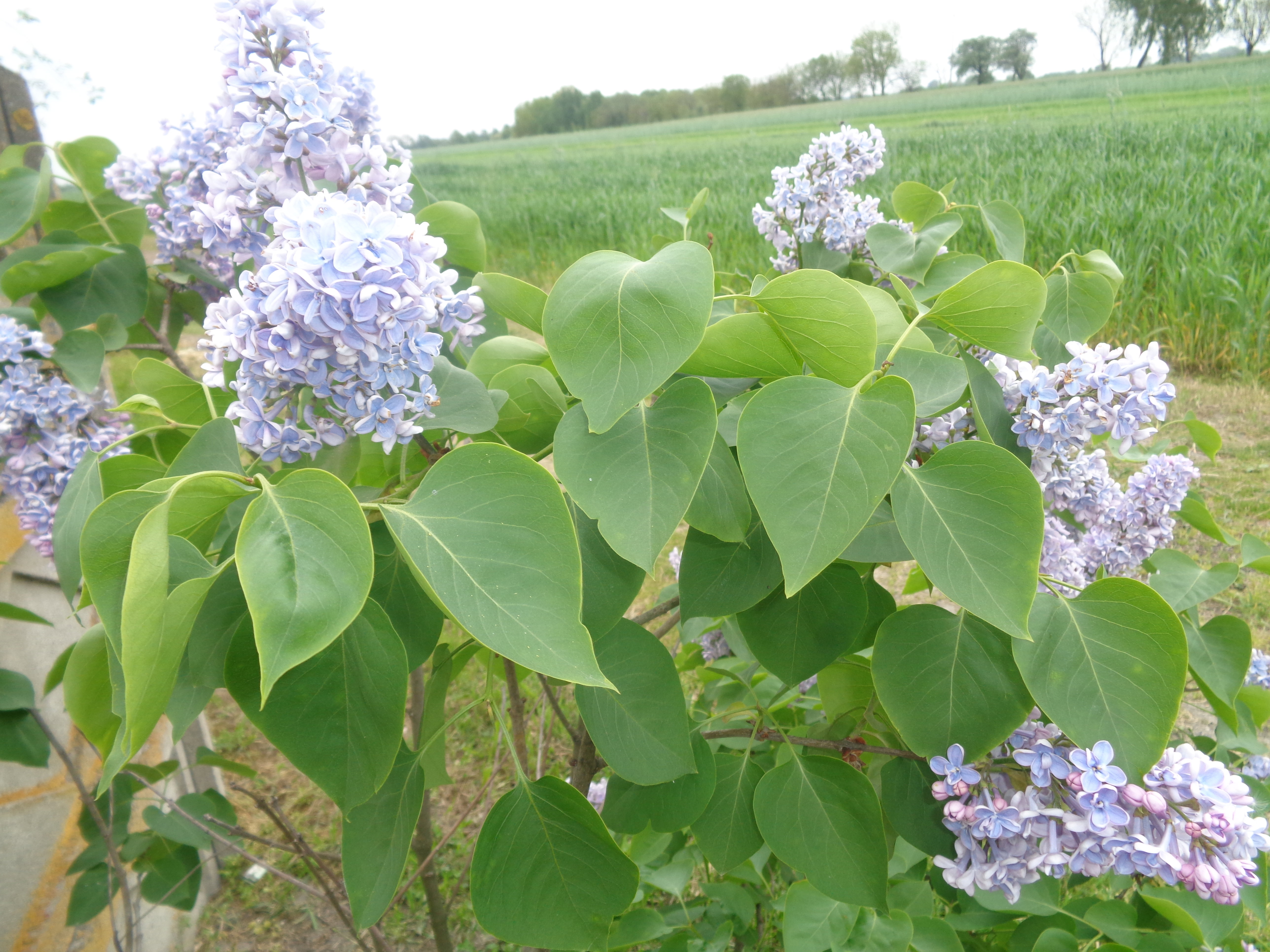 Pachnące kwiaty bzu.