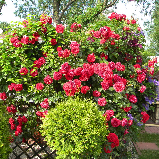 Pergola obsypana kwiatami róży pnącej.