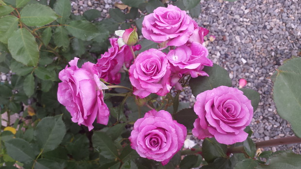 Pięknie pachnąca róża