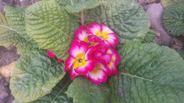 Pierwiosnek kwitnie po raz drugi 