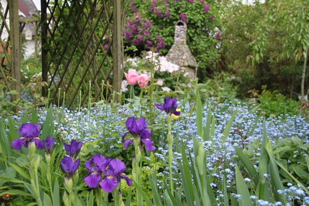 pośród niezapominajek
