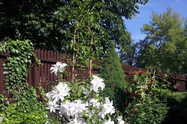powojnik 'Beautiful Bride'