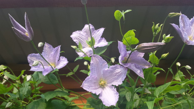 Powojnik "błękitny anioł"