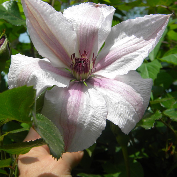 Powojnik Jan Paweł II.