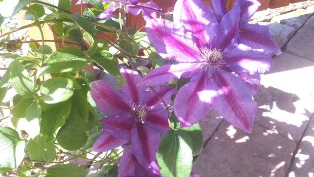 Powojnik "mrs thompson"