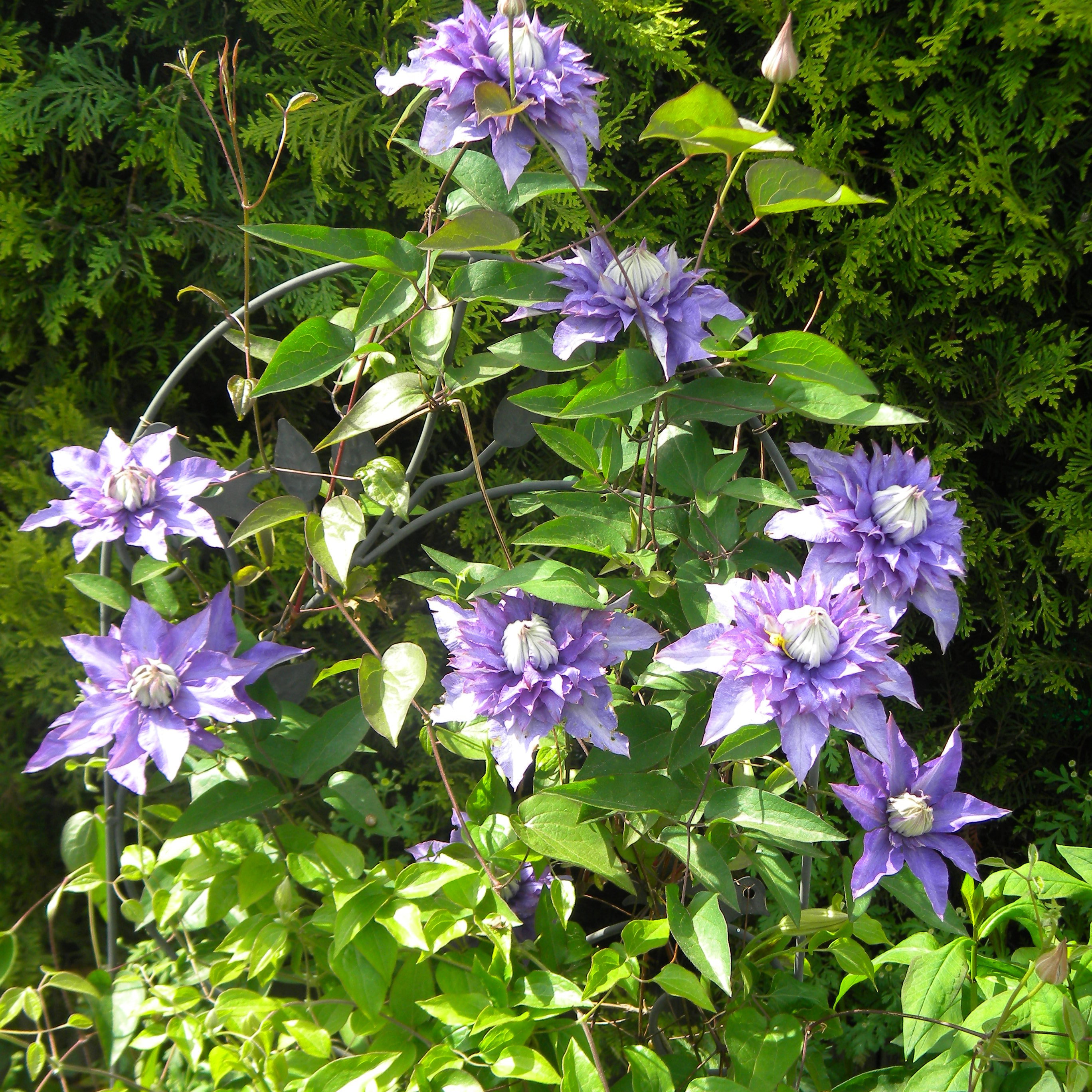 Powojnik Multi Blue.