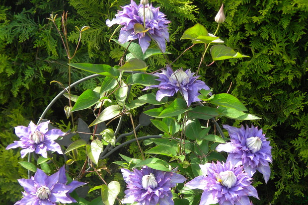 Powojnik Multi Blue.