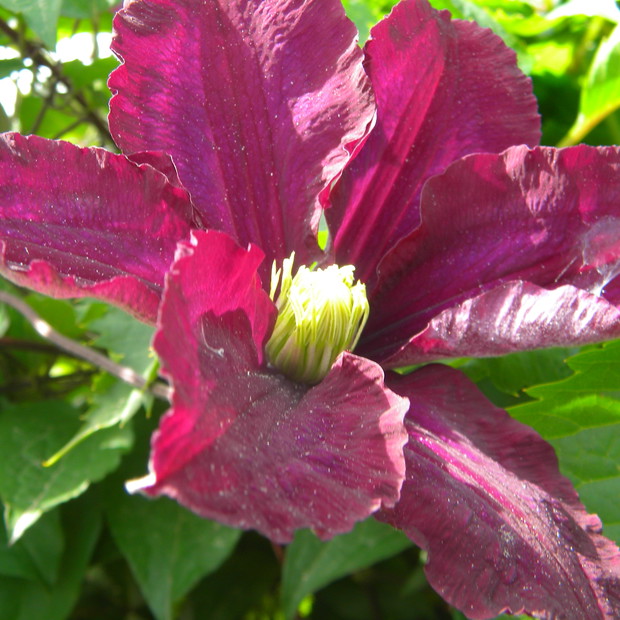 Powojnik Warszawska Nike.