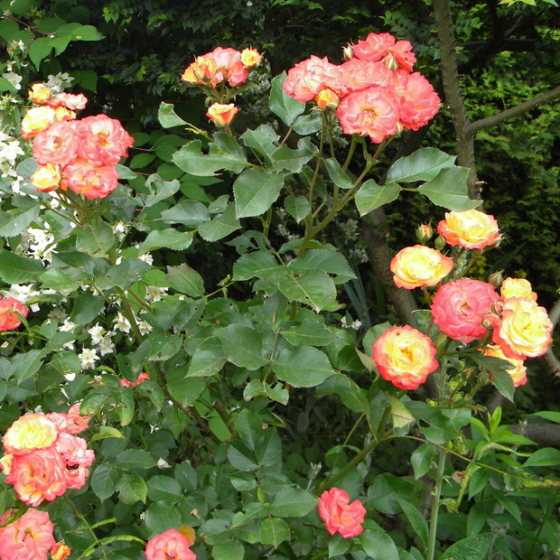 Przecudna wielokolorowa róża Rumba.