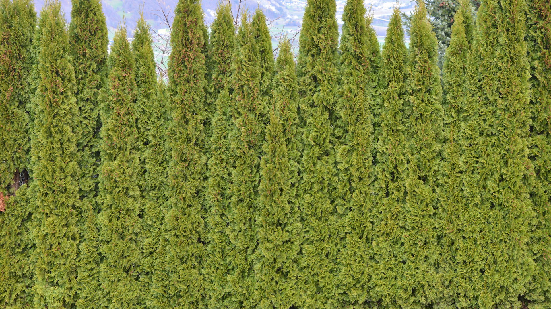 Puzyrnik lubi wygrzewać się w słońcu, najlepiej uprawiać go w zachodniej części Polski.