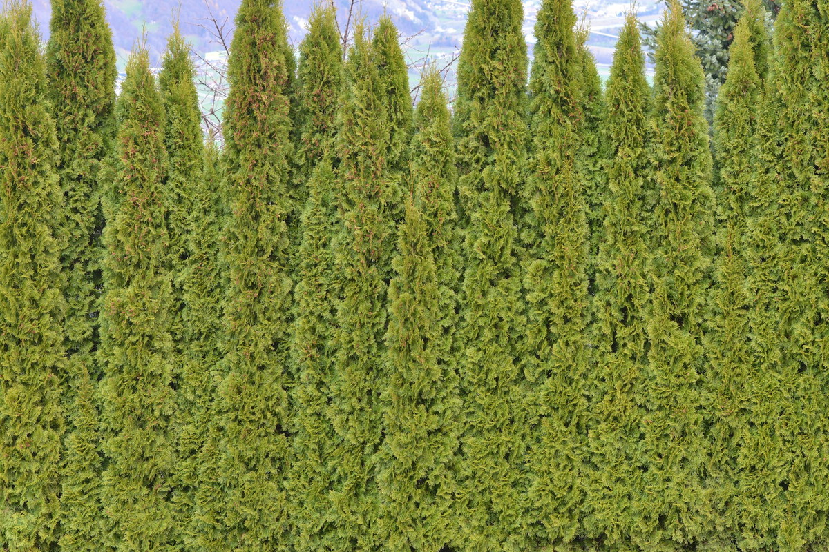 Puzyrnik lubi wygrzewać się w słońcu, najlepiej uprawiać go w zachodniej części Polski.