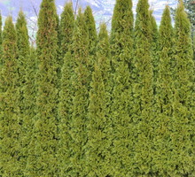 Puzyrnik lubi wygrzewać się w słońcu, najlepiej uprawiać go w zachodniej części Polski.