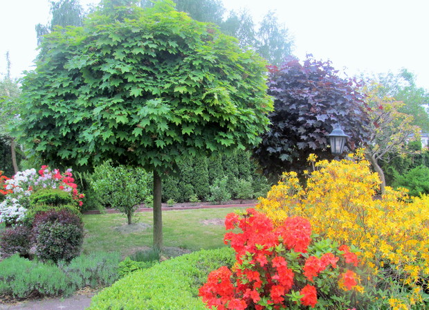 Rabaty z kwitnących azalii oraz szczepione klony