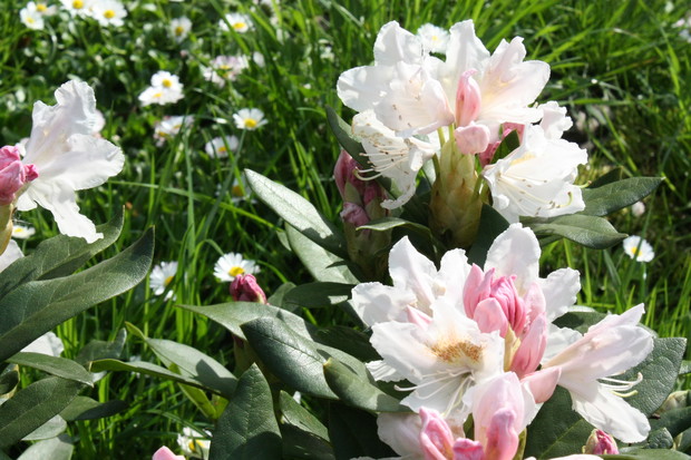 Rododendron 2.